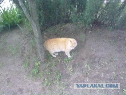 Готовим Узбекский плов