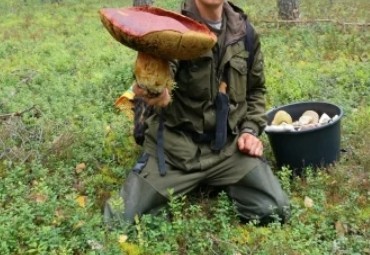 Грибов нет