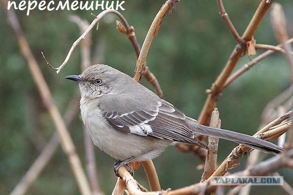 Не зря его назвали пересмешником.