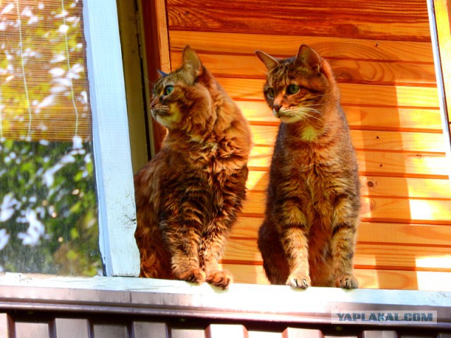 Коты деревенской породы