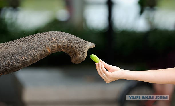 Пусть мама услышит, пусть мама придёт