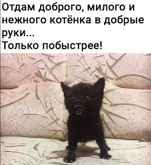 Весёлый полтишок 24.04.25