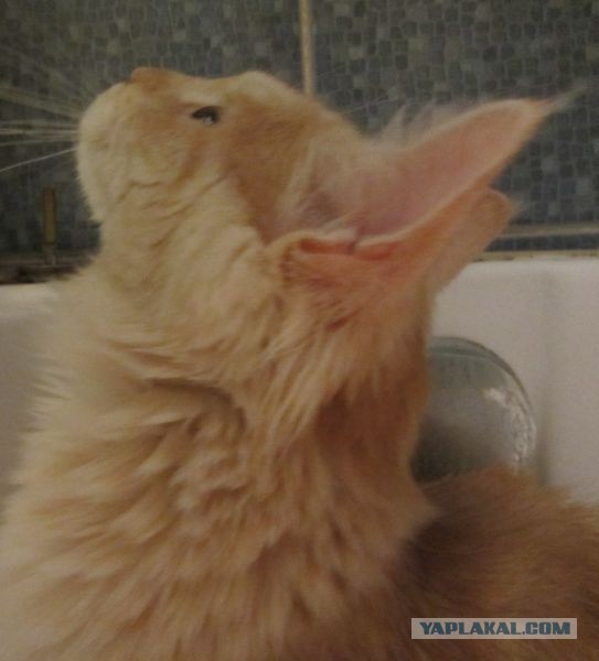 Немного о  Мейн Куне.