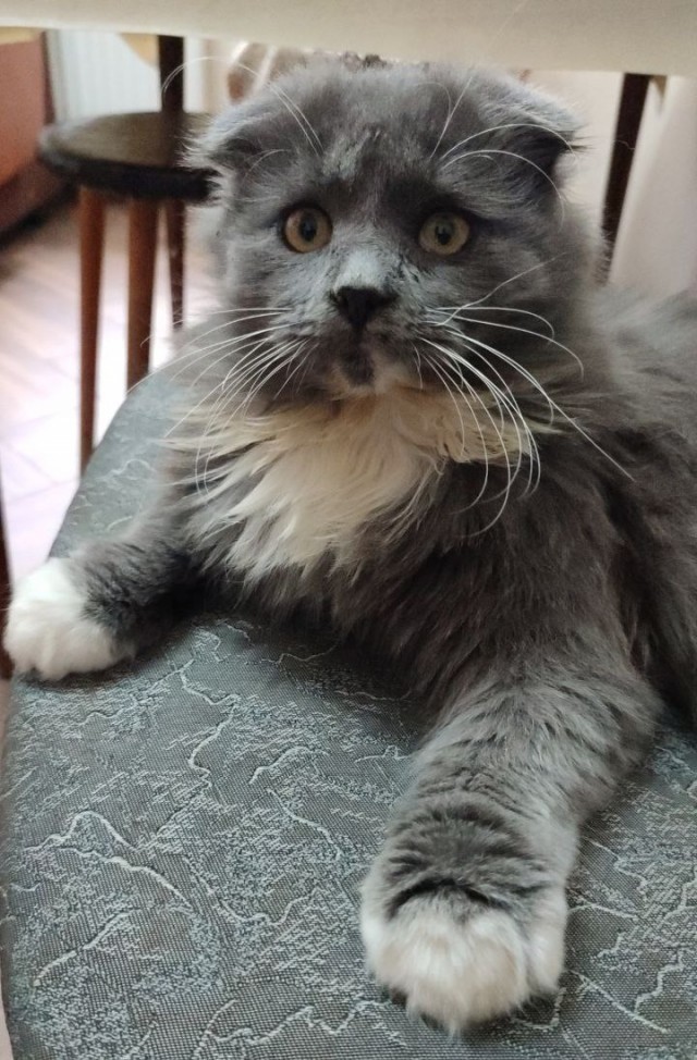 Вот и мой кот