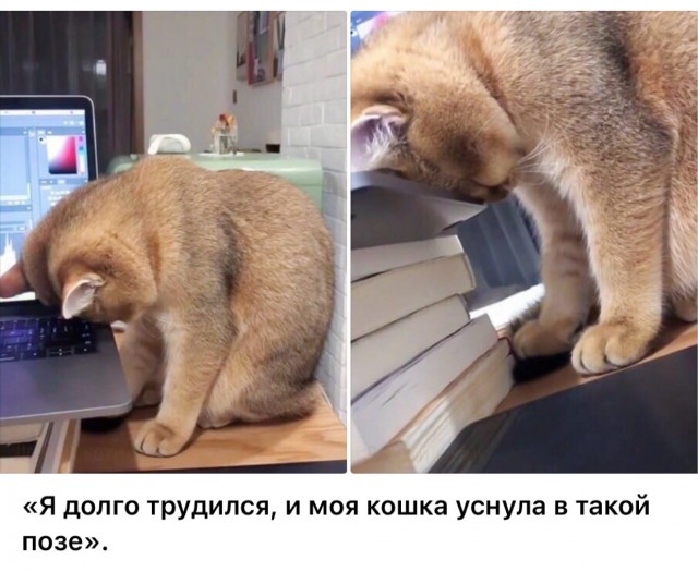 Субботние картинки