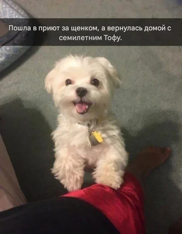 Винегрет из собак