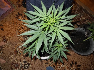 В магазин за травкой (Колорадо, Денвер, США)