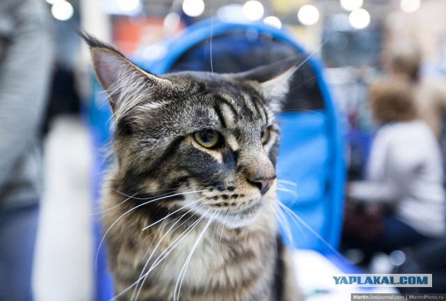 Международная выставка кошек Кэтсбург 2014
