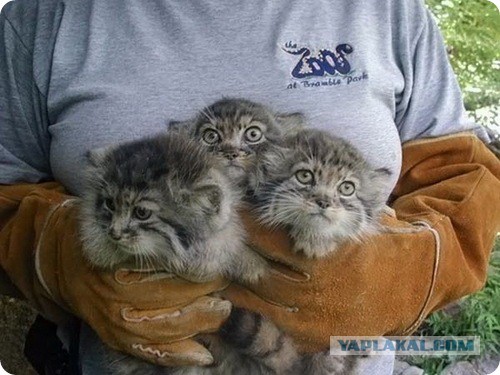 Котята хищных кошек