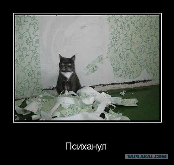 Весёлые картинки