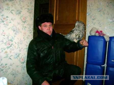 А давайте постить сов?!