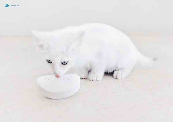 Коты, кошки, котята