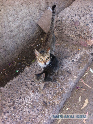 Котовторник 22.12.2015