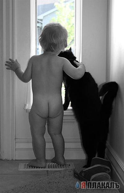 Коты, кошки, котята
