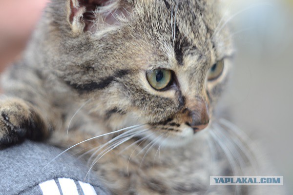 Пост невероятной кошачьей красоты. 25 фот.