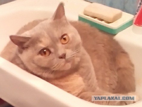 Новогодний котовторник,05.01.16.