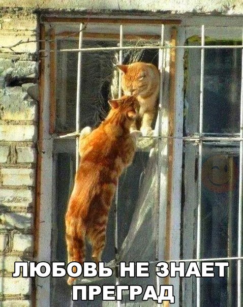 Картинки из ваших этих итернетов...