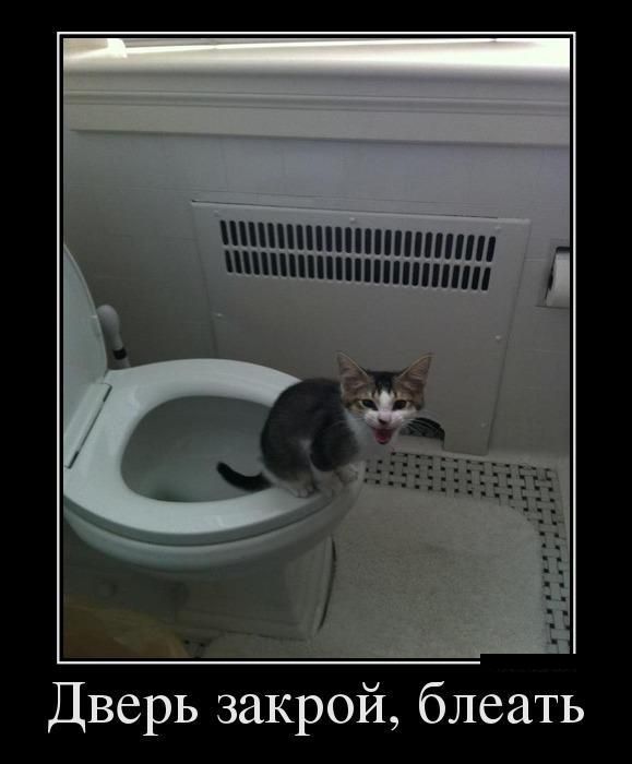 Демы к котовторнику!