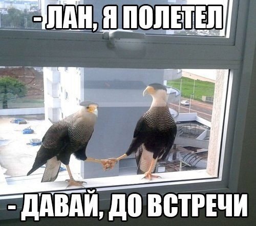 Прикольные животные