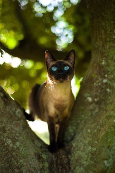 Коты и Кошки