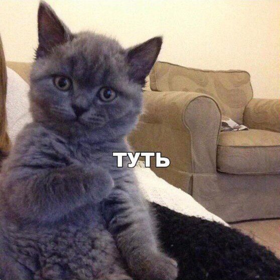 24 кота, которые подняли дерзость на новый уровень