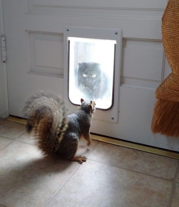 Кот без прикрас