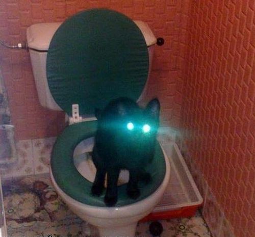 It's Catursday Fever! (Котовторник)