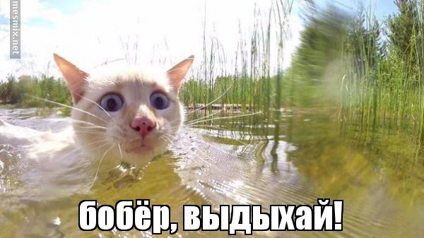 50 лет знаменитому и страшному эксперименту «Вселенная-25». Который оставил много вопросов... Отвечаю на них.