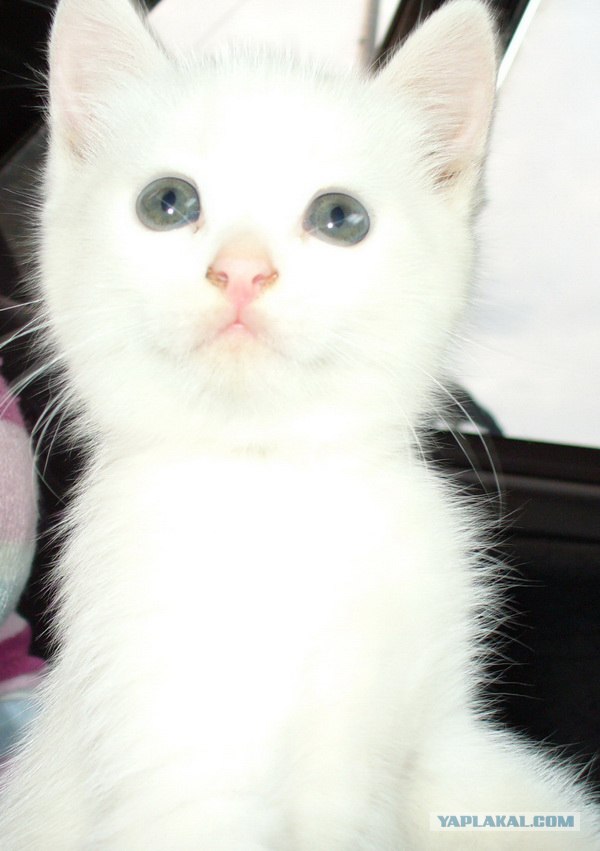 Котовторник  07.06.11