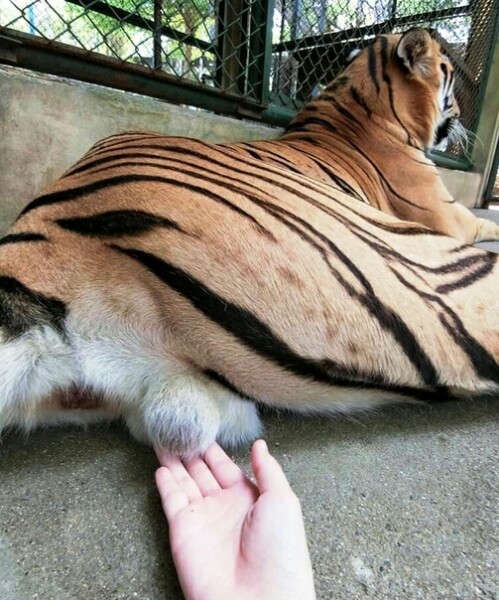 Дикий котовторник