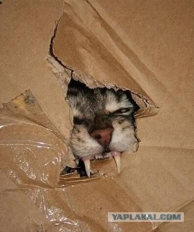 Картинки с котами и про котов