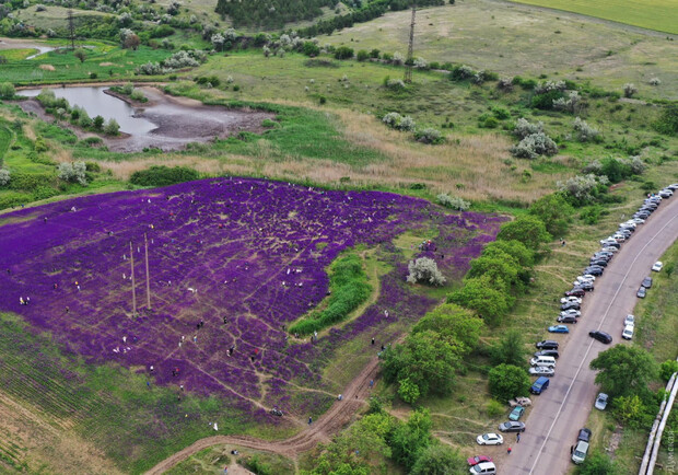 Любители селфи вытоптали уникальное поле цветов