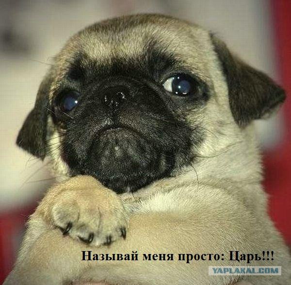 Простое человеческое счастье в картинках