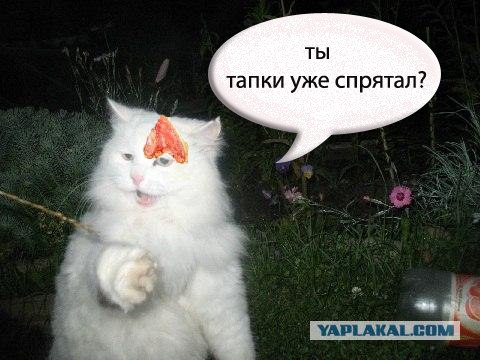 Отжабте моего кота