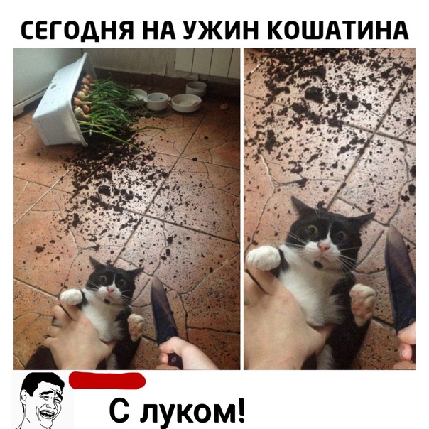Кот года, коллеги