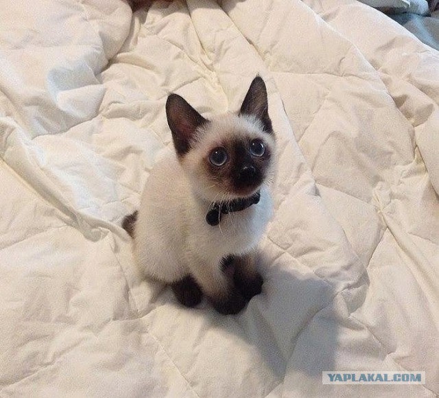 Котёнок по имени Гав