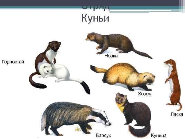 Теперь мышей в доме не будет