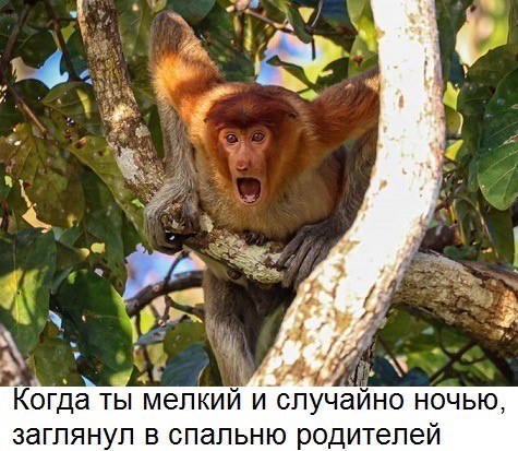 Веселое настроение в картинках