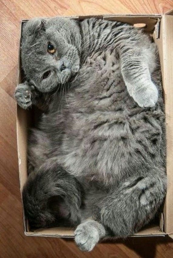 Котокоробковое