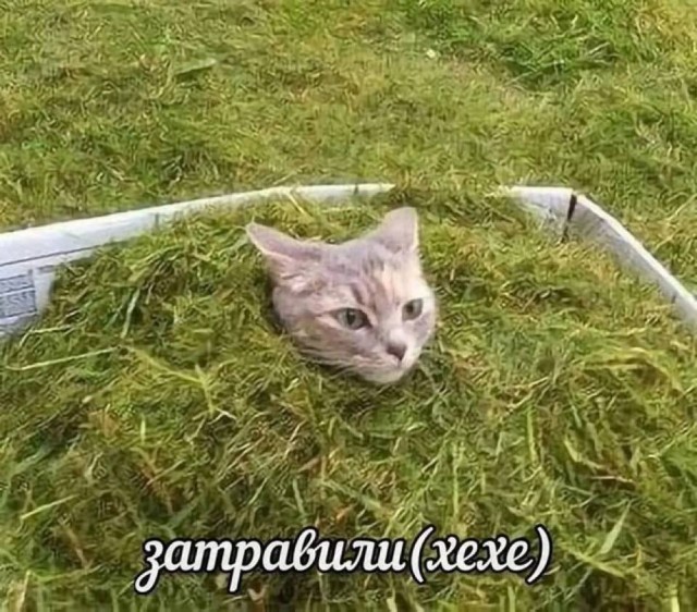 К котовторнику: подборка картинок-баянов с котиками и про котиков. Выпуск 40.