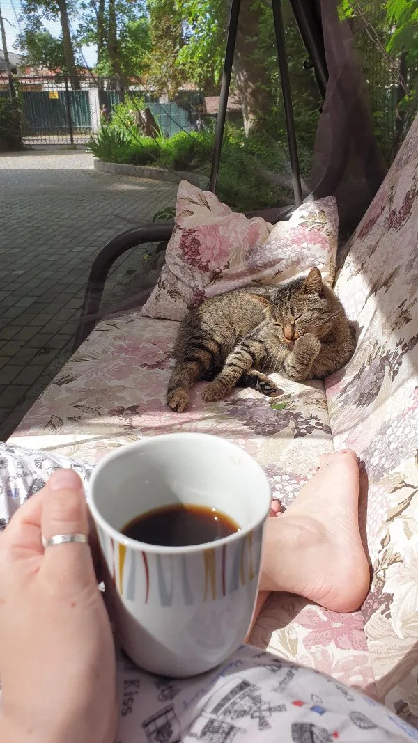 Подборка картинок-баянов с котиками и про котиков. Выпуск 47
