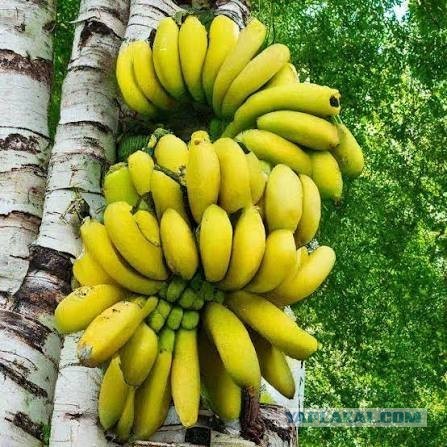 Лошадь впервые пробует банан