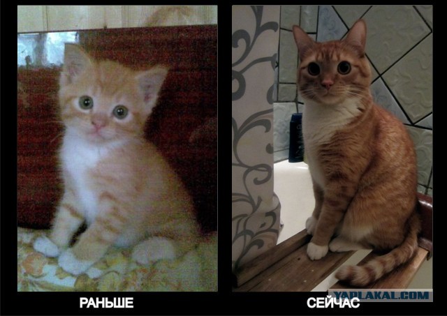 Коты и время