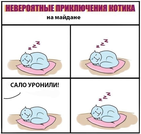 Невероятные приключения котика в доме программиста