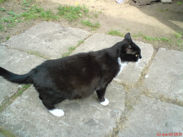 Котовторник 01.04.2014