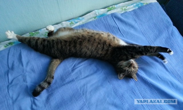 Котовторник 01.04.2014
