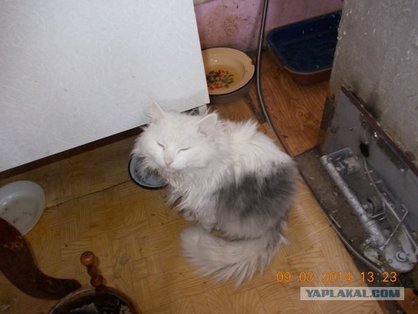 Рыжик из приюта