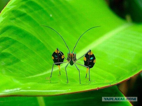 А котик удачно пристроился!