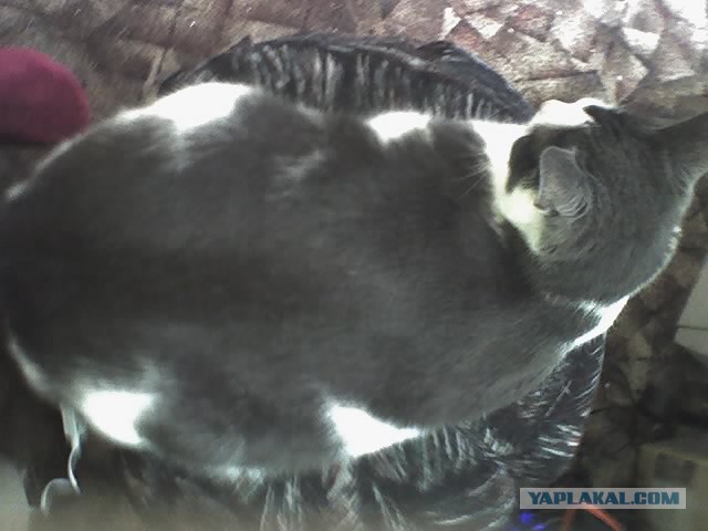 Котовторник 01.07.2014
