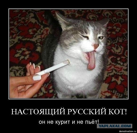 Смешные картинки и комментарии